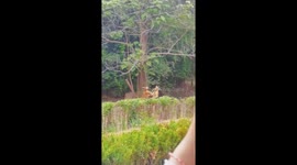 Two Kangaroos Engage in Fight