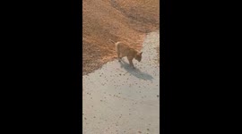 Cat Catches and Releases Mouse