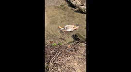 Duck Creates Ripples