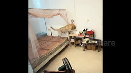 Labrador's bedtime routine sees clever canine close door and switch off lights itself