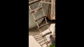 Baby Parrot Goes to Sleep