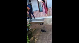 Firemen remove 8ft snake and stuff it into plastic bottle