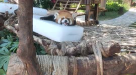 Red panda cools off by lying on block of ice in China