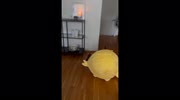 temp