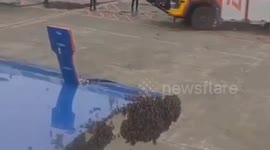 India: Bee swarm delays Jaipur-bound IndiGo flight by an hour at Surat Airport