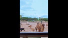Deer Nibbles on Fur of Camel