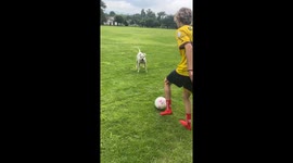 Feint at a Dog and Expect Revenge