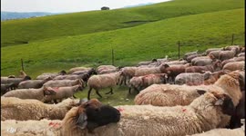 Sheep Graze on Vast Grassland