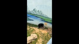 Orangutan Throws Dung at Visitors