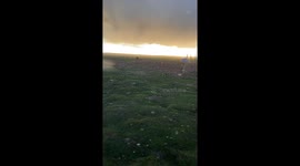 Dandelions Dance Across Grassland
