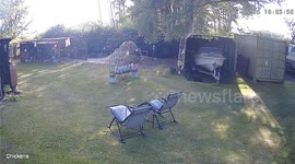 Cat Saves Chicken From Eagle