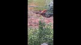 What Does the Chicken Even Do All Day?