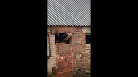 Cows curiously watch and lick raindrops from barn windows in Allonby, England, UK