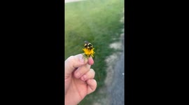 Bumblebee Rescued and Relocated to Flower