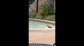 Disney Duck's Pool Day