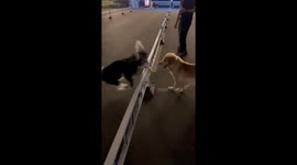 Golden Retriever Runs Around Railing