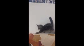 Kitten Bumps Head on Table