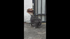 British Shorthair Growls at Tabby