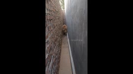 Golden Retriever Paces in Narrow Alley