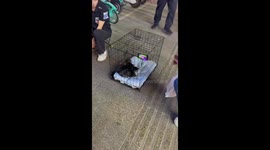 Kittens Captivated by Cartoons