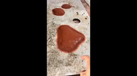 Strange Creature on a Wooden Plank