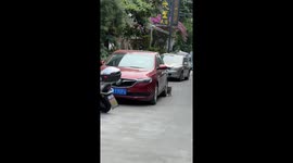 Dog Scratches Its Back Under a Car