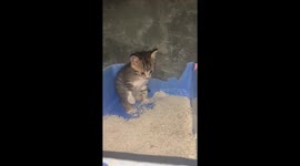 Potty training chronicles: Kitten’s day 1 struggles win TikTok’s heart with over 33 million views