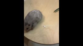 Hamster on Mission