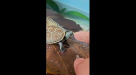 Turtle and Its Owner