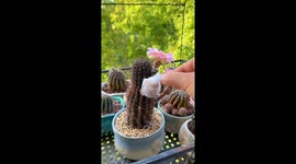Cactus Flower Blooming
