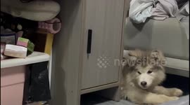 Dog Crying After Being Scolded By Owner