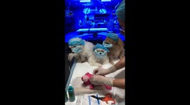 Pet owner turns toy repair into mock operation with her 'dogtors'