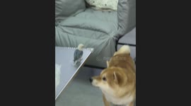 Shiba Inu and Parrot Share Playful Moment