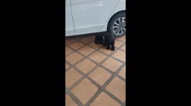 Pet poodle accidentally swallows owner's 16g gold bracelet