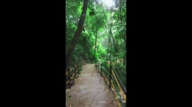 Monsoon Showers Embrace the Majestic Sirimane Falls in Karnataka