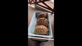 Zookeeper uses cart to relocate tortoises to enclosure at Japan Zoo