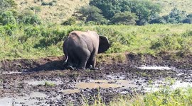 Elephant goes to sleep in a mud wallow during our Safari from Durban