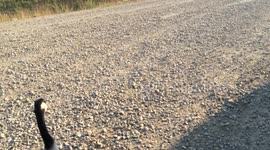 A Canada Goose was Following My Dad in his Truck