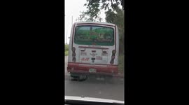 Dog Reaches for Twigs Out the Window