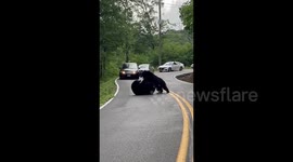 Male Black Bears Brawl on Highway