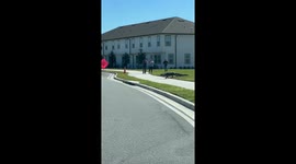 Alligator strolls down the street like a main character in a movie scene