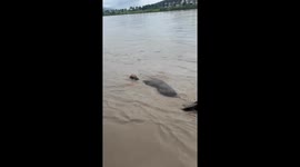 Rescuing a Calf from the River