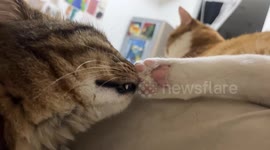 Tabby Sniffs Feet