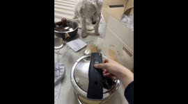 When Your Dog Knows How to Entertain Itself