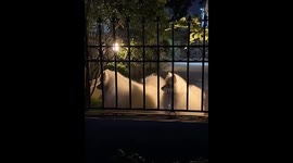 Two Dogs Turn Back in Sync