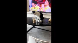 Cat Attempts to Drink Coffee