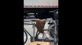 Swarm of bees spotted on bicycle and signboards in New York, USA