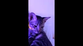 My name is Zeejy, I eat anacondas whose DNA doesn't interact with the visible light spectrum