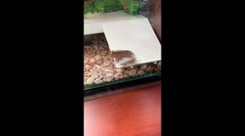 Mudskipper snatches bug in swift move in Ho Chi Minh, Vietnam