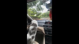 Cat startled by windshield wiper while riding in car in Chandigarh, India
